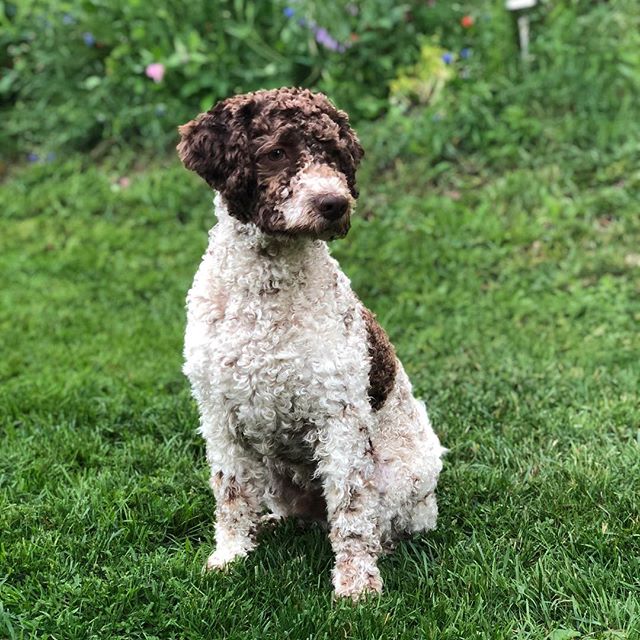 Today I have spent 7 hours in a warm car. And I almost didn’t complain at all. Look how proud I am! #lagottoromagnolo #lagotto #dogs #lagottos #lagottosofinstagram #lagottopuppy #lagottolove #lagottostyle #lagottodogs #lagottoromagnolos #lagottoboy #svärdsjö #dalarna #sweden #dog #dogmodel #dogmodels #dogsofinstagram #dogsofinsta #pappajagvillhaenitalienare #maclagotto @knappare @liminglindblad @k.rowntree @taxen_coco - 1532461219