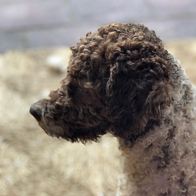 In profile. Stunning! #lagottoromagnolo #lagotto #dogs #lagottos #lagottosofinstagram #lagottopuppy #lagottolove #lagottostyle #lagottodogs #lagottoromagnolos #lagottoboy #svärdsjö #dalarna #sweden #dog #dogmodel #dogmodels #dogsofinstagram #dogsofinsta #pappajagvillhaenitalienare #maclagotto @knappare @liminglindblad @k.rowntree @taxen_coco - 1532538709