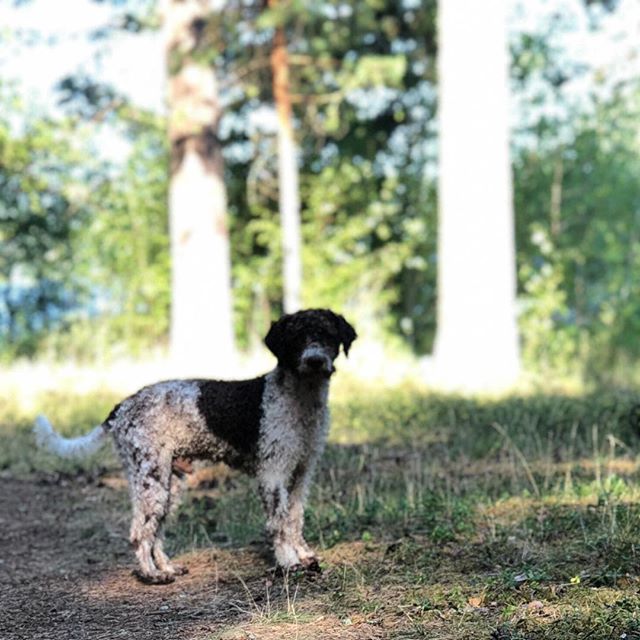 Another proud moment in my life. #lagottoromagnolo #lagotto #dogs #lagottos #lagottosofinstagram #lagottopuppy #lagottolove #lagottostyle #lagottodogs #lagottoromagnolos #lagottoboy #svärdsjö #dalarna #sweden #dog #dogmodel #dogmodels #dogsofinstagram #dogsofinsta #pappajagvillhaenitalienare #maclagotto @knappare @liminglindblad @k.rowntree @taxen_coco - 1532618957