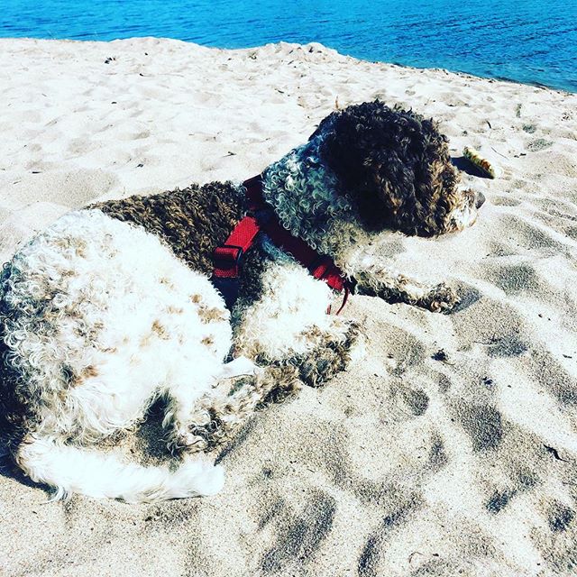 Beach 2018!#perfectbeachbody #lagottoromagnolo #dogsofinstagram #pappajagvillhaenitalienare #lagotto @liminglindblad @kristerlindholmfalun - 1532683438