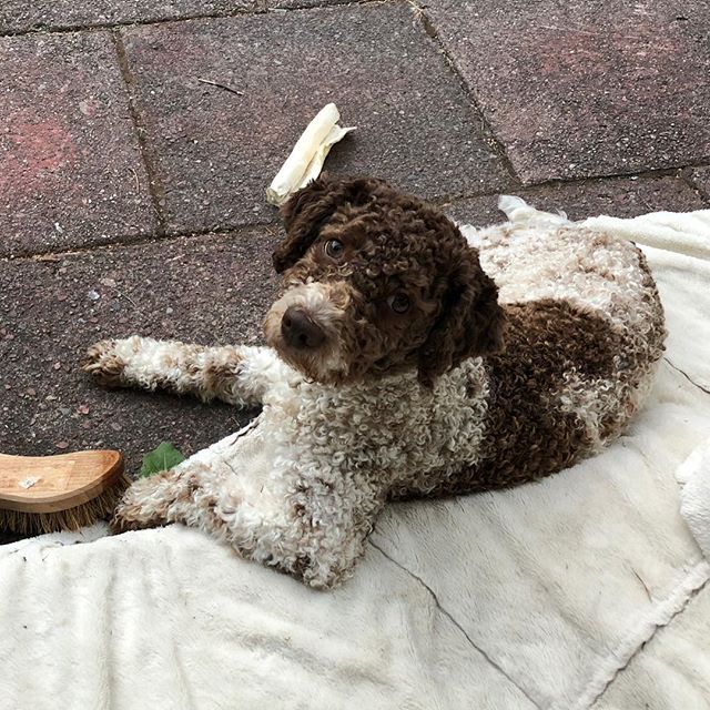 Talking to me? #lagottoromagnolo #lagotto #dogs #lagottos #lagottosofinstagram #lagottopuppy #lagottolove #lagottostyle #lagottodogs #lagottoromagnolos #lagottoboy #svärdsjö #dalarna #sweden #dog #dogmodel #dogmodels #dogsofinstagram #dogsofinsta #pappajagvillhaenitalienare #maclagotto @knappare @liminglindblad @k.rowntree @taxen_coco - 1532718949