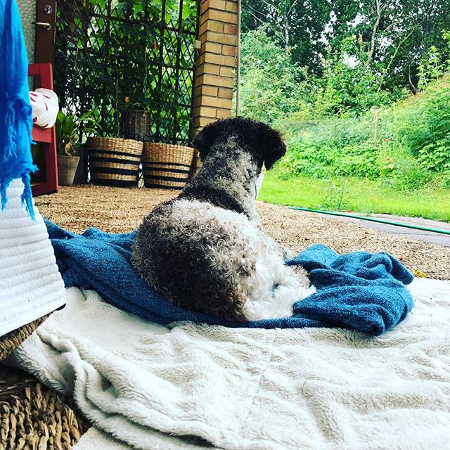 I think my grannie and auntie is coming to visit Me soon❤️#waitingforyou #lagotto #lagottoromagnolo #dogsofinstagram #pappajagvillhaenitalienare @mammaknapp @annikaaxenvik @kristerlindholmfalun @liminglindblad - 1532789496