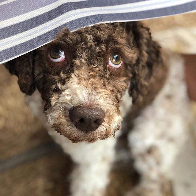 Suddenly. Dog! #lagottoromagnolo #lagotto #dogs #lagottos #lagottosofinstagram #lagottopuppy #lagottolove #lagottostyle #lagottodogs #lagottoromagnolos #lagottoboy #svärdsjö #dalarna #sweden #dog #dogmodel #dogmodels #dogsofinstagram #dogsofinsta #pappajagvillhaenitalienare #maclagotto @knappare @liminglindblad @k.rowntree @taxen_coco - 1533145350