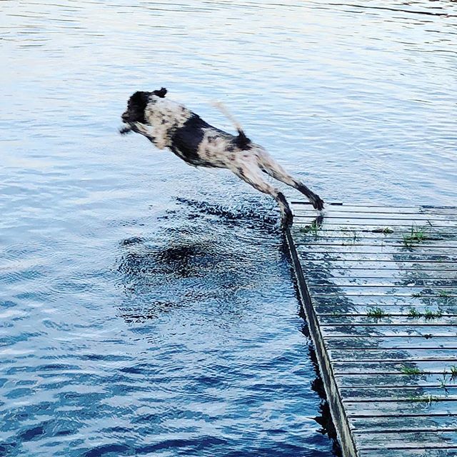 Dare devil me!#dogscanjump #lagottoromagnolo #lagotto #dogsofinstagram #pappajagvillhaenitalienare - 1533237997