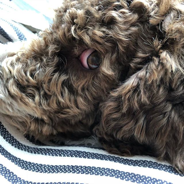 What?#tireddoggy #talktomypaw #lagotto #lagottoromagnolo #dogsofinstagram #pappajagvillhaenitalienare - 1533668723