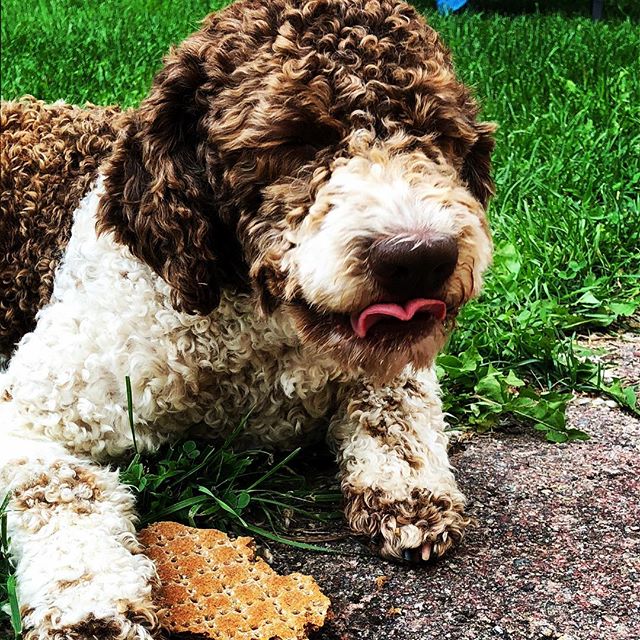 I prefer focaccia, but ”knäckebröd” works.#leksandsknäcke #italianbread #lagotto #lagottoromagnolo #dogsofinstagram #pappajagvillhaenitalienare - 1533917178