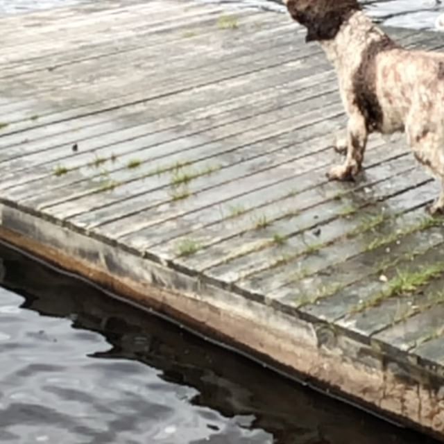 JUMP!#summervibes #doginthelake #pappajagvillhaenitalienare #lagottoromagnolo #lagotto #dogsofinstagram - 1534593452