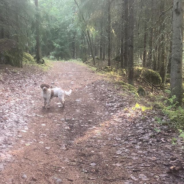 Finally back in the forest with Dad. #lagottoromagnolo #lagotto #dogs #lagottos #lagottosofinstagram #lagottopuppy #lagottolove #lagottostyle #lagottodogs #lagottoromagnolos #lagottoboy #svärdsjö #dalarna #sweden #dog #dogmodel #dogmodels #dogsofinstagram #dogsofinsta #pappajagvillhaenitalienare #maclagotto @knappare @liminglindblad @k.rowntree @taxen_coco - 1535002897