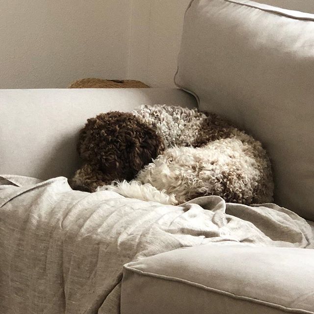 Another forest adventure with Dad done. Let’s sleep! #lagottoromagnolo #lagotto #dogs #lagottos #lagottosofinstagram #lagottopuppy #lagottolove #lagottostyle #lagottodogs #lagottoromagnolos #lagottoboy #svärdsjö #dalarna #sweden #dog #dogmodel #dogmodels #dogsofinstagram #dogsofinsta #pappajagvillhaenitalienare #maclagotto @knappare @liminglindblad @k.rowntree @taxen_coco - 1535114566