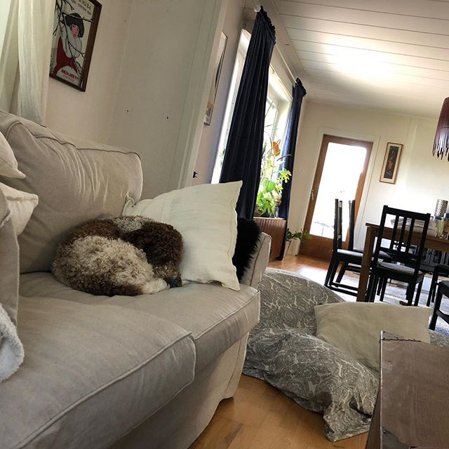 Watching the @f1 qualification and hope that @scuderiaferrari will take the first 2 positions tomorrow. And I also sleep a bit.. from time to time. #lagottoromagnolo #lagotto #dogs #lagottos #lagottosofinstagram #lagottopuppy #lagottolove #lagottostyle #lagottodogs #lagottoromagnolos #lagottoboy #svärdsjö #dalarna #sweden #dog #dogmodel #dogmodels #dogsofinstagram #dogsofinsta #pappajagvillhaenitalienare #maclagotto @knappare @liminglindblad @k.rowntree @taxen_coco #forzaferrari #italianstallion - 1535204151