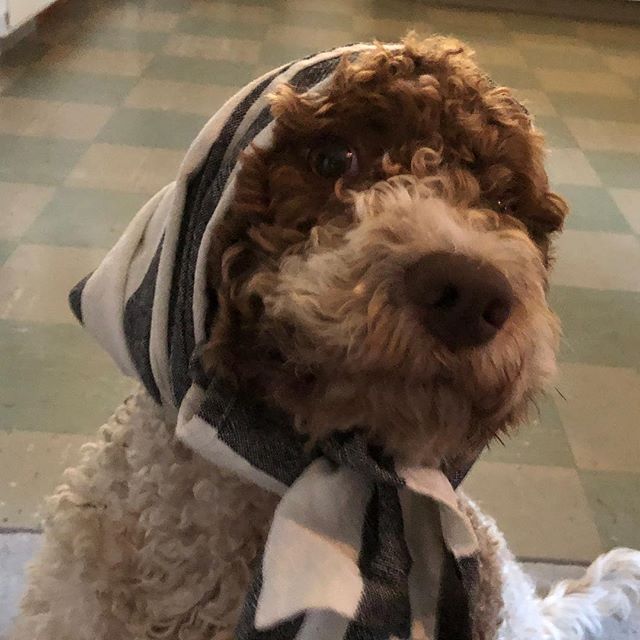 Just in case a toothache will appear. I’m ready! #lagottoromagnolo #lagotto #dogs #lagottos #lagottosofinstagram #lagottopuppy #lagottolove #lagottostyle #lagottodogs #lagottoromagnolos #lagottoboy #svärdsjö #dalarna #sweden #dog #dogmodel #dogmodels #dogsofinstagram #dogsofinsta #pappajagvillhaenitalienare #maclagotto @knappare @liminglindblad @k.rowntree @taxen_coco - 1535391237
