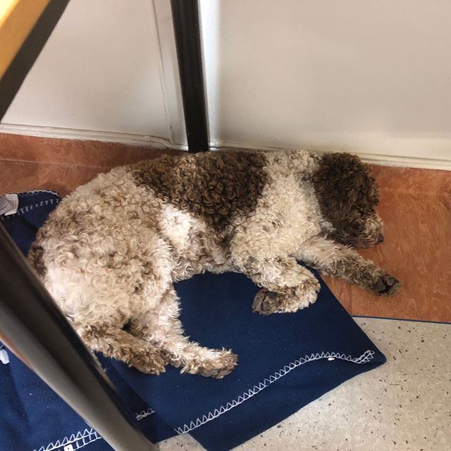 Today I played with 10 other dogs. Exhausting! #lagottoromagnolo #lagotto #dogs #lagottos #lagottosofinstagram #lagottopuppy #lagottolove #lagottostyle #lagottodogs #lagottoromagnolos #lagottoboy #svärdsjö #dalarna #sweden #dog #dogmodel #dogmodels #dogsofinstagram #dogsofinsta #pappajagvillhaenitalienare #maclagotto @knappare @liminglindblad @k.rowntree @taxen_coco - 1535574970