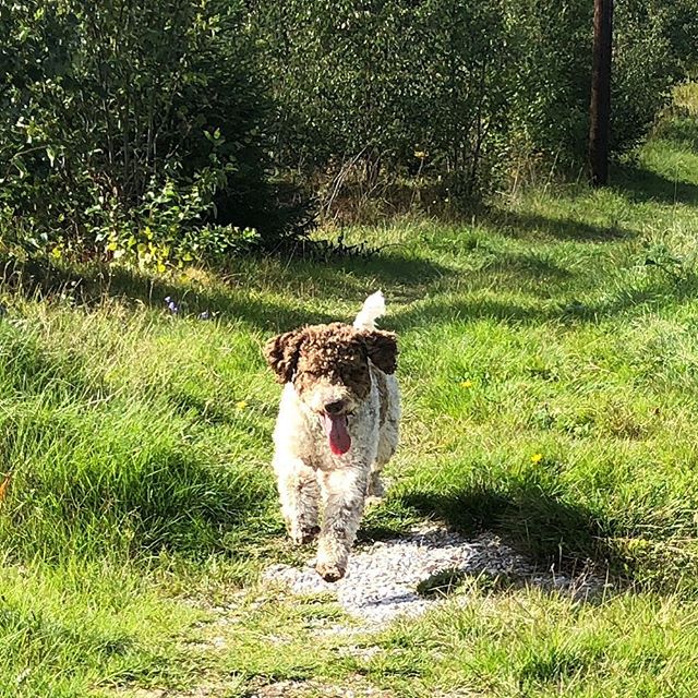 Dad surprised me with a mid day forest adventure today. Lucky boy! #lyckofigur #lagottoromagnolo #lagotto #dogs #lagottos #lagottosofinstagram #lagottopuppy #lagottolove #lagottostyle #lagottodogs #lagottoromagnolos #lagottoboy #svärdsjö #dalarna #sweden #dog #dogmodel #dogmodels #dogsofinstagram #dogsofinsta #pappajagvillhaenitalienare #maclagotto @knappare @liminglindblad @k.rowntree @taxen_coco - 1535977116