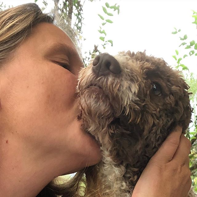 My mum loves me. Deeply! #lagottoromagnolo #lagotto #dogs #lagottos #lagottosofinstagram #lagottopuppy #lagottolove #lagottostyle #lagottodogs #lagottoromagnolos #lagottoboy #svärdsjö #dalarna #sweden #dog #dogmodel #dogmodels #dogsofinstagram #dogsofinsta #pappajagvillhaenitalienare #maclagotto @knappare @liminglindblad @k.rowntree @taxen_coco - 1536418352