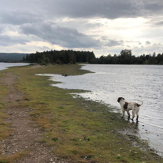A nice walk on a bad dad day. 🤠 #lagottoromagnolo #lagotto #dogs #lagottos #lagottosofinstagram #lagottopuppy #lagottolove #lagottostyle #lagottodogs #dpotd #lagottoromagnolos #lagottoboy #svärdsjö #dalarna #sweden #dog #dogmodel #dogmodels #dogsofinstagram #dogsofinsta #pappajagvillhaenitalienare #maclagotto @knappare @liminglindblad @k.rowntree @taxen_coco - 1536575736
