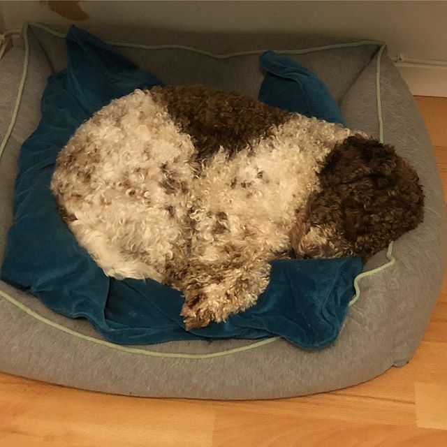 Dad thinks I’m cute when sleeping. I think I just sleep very good. #lagottoromagnolo #lagotto #dogs #lagottos #lagottosofinstagram #lagottopuppy #lagottolove #lagottostyle #lagottodogs #lagottoromagnolos #dpotd #lagottoboy #svärdsjö #dalarna #sweden #dog #dogmodel #dogmodels #dogsofinstagram #dogsofinsta #pappajagvillhaenitalienare #maclagotto @knappare @liminglindblad @k.rowntree @taxen_coco - 1536660990