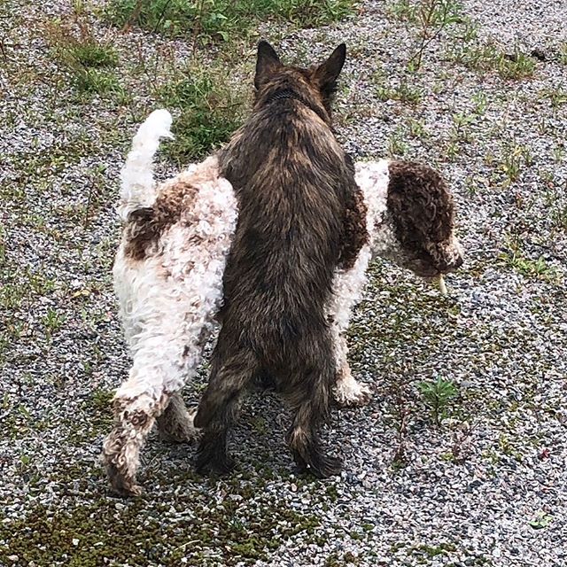 That little fellow didn’t get it right. Right? #lagottoromagnolo #lagotto #dogs #lagottos #lagottosofinstagram #lagottopuppy #lagottolove #lagottostyle #lagottodogs #lagottoromagnolos #dpotd #lagottoboy #svärdsjö #dalarna #sweden #dog #dogmodel #dogmodels #dogsofinstagram #dogsofinsta #pappajagvillhaenitalienare #maclagotto @knappare @liminglindblad @k.rowntree @taxen_coco - 1536691595
