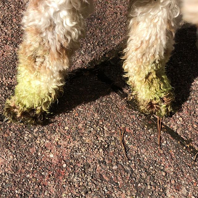 Today I helped dad in the garden. I did a good job! #lagottoromagnolo #lagotto #dogs #lagottos #lagottosofinstagram #lagottopuppy #lagottolove #lagottostyle #lagottodogs #lagottoromagnolos #dpotd #lagottoboy #svärdsjö #dalarna #sweden #dog #dogmodel #dogmodels #dogsofinstagram #dogsofinsta #pappajagvillhaenitalienare #maclagotto @knappare @liminglindblad @k.rowntree @taxen_coco - 1536855133