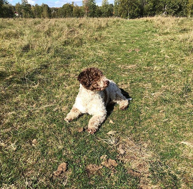 Finally the scary bulls have moved. I have my favorite place back! #lagottoromagnolo #lagotto #dogs #lagottos #lagottosofinstagram #lagottopuppy #lagottolove #lagottostyle #lagottodogs #lagottoromagnolos #dpotd #lagottoboy #svärdsjö #dalarna #sweden #dog #dogmodel #dogmodels #dogsofinstagram #dogsofinsta #pappajagvillhaenitalienare #maclagotto @knappare @liminglindblad @k.rowntree @taxen_coco - 1536922068