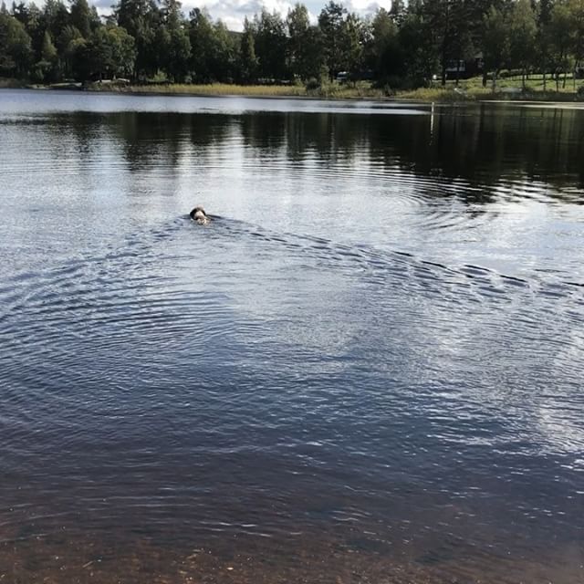 The summer is still. #lagottoromagnolo #lagotto #dogs #lagottos #lagottosofinstagram #lagottopuppy #lagottolove #lagottostyle #lagottodogs #lagottoromagnolos #dpotd #lagottoboy #svärdsjö #dalarna #sweden #dog #dogmodel #dogmodels #dogsofinstagram #dogsofinsta #pappajagvillhaenitalienare #maclagotto @knappare @liminglindblad @k.rowntree @taxen_coco - 1536923622