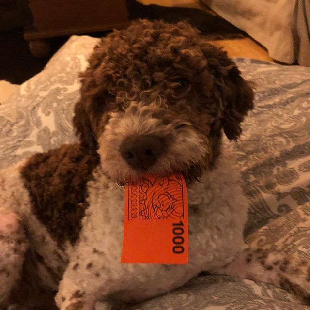 Game night, and I nailed the big one. Of course! #lagottoromagnolo #lagotto #dogs #lagottos #lagottosofinstagram #lagottopuppy #lagottolove #lagottostyle #lagottodogs #lagottoromagnolos #dpotd #lagottoboy #svärdsjö #dalarna #sweden #dog #dogmodel #dogmodels #dogsofinstagram #dogsofinsta #pappajagvillhaenitalienare #maclagotto @knappare @liminglindblad @k.rowntree @taxen_coco - 1537042180