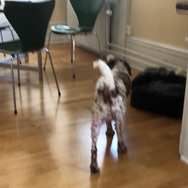 I love the smell of dachshund in the morning! #lagottoromagnolo #lagotto #dogs #lagottos #lagottosofinstagram #lagottopuppy #lagottolove #lagottostyle #lagottodogs #lagottoromagnolos #dpotd #lagottoboy #svärdsjö #dalarna #sweden #dog #dogmodel #dogmodels #dogsofinstagram #dogsofinsta #pappajagvillhaenitalienare #maclagotto @knappare @liminglindblad @k.rowntree @taxen_coco - 1537095031