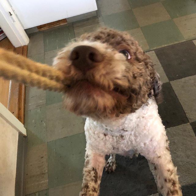 That rope.. is.. mine! #lagottoromagnolo #lagotto #dogs #lagottos #lagottosofinstagram #lagottopuppy #lagottolove #lagottostyle #lagottodogs #lagottoromagnolos #dpotd #lagottoboy #svärdsjö #dalarna #sweden #dog #dogmodel #dogmodels #dogsofinstagram #dogsofinsta #pappajagvillhaenitalienare #maclagotto @knappare @liminglindblad @k.rowntree @taxen_coco - 1537200921