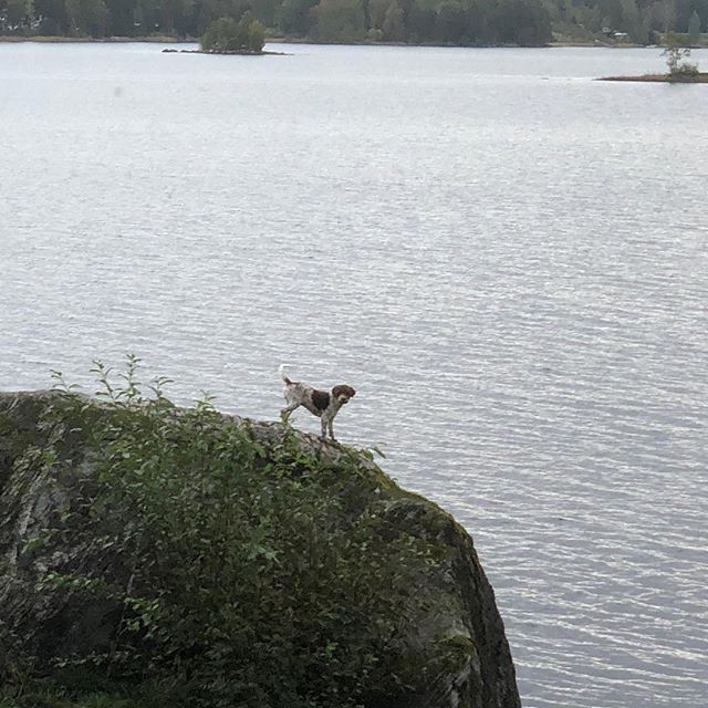 Sometimes I just have to explore things. Today it was a big rock. #lagottoromagnolo #lagotto #dogs #lagottos #lagottosofinstagram #lagottopuppy #lagottolove #lagottostyle #lagottodogs #lagottoromagnolos #dpotd #lagottoboy #svärdsjö #dalarna #sweden #dog #dogmodel #dogmodels #dogsofinstagram #dogsofinsta #pappajagvillhaenitalienare #maclagotto @knappare @liminglindblad @k.rowntree @taxen_coco - 1537541077