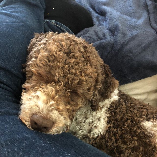 Today I took up all the space I needed for my nap. Dad loves me. Deeply. #lagottoromagnolo #lagotto #dogs #lagottos #lagottosofinstagram #lagottopuppy #lagottolove #lagottostyle #lagottodogs #lagottoromagnolos #dpotd #lagottoboy #svärdsjö #dalarna #sweden #dog #dogmodel #dogmodels #dogsofinstagram #dogsofinsta #pappajagvillhaenitalienare #maclagotto @knappare @liminglindblad @k.rowntree @taxen_coco - 1537821974