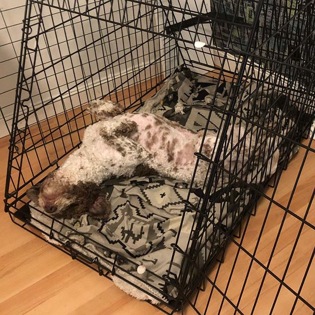 Dad saved the old travelcage and placed it temporarily in the Office. I love it! #lagottoromagnolo #lagotto #dogs #lagottos #lagottosofinstagram #lagottopuppy #lagottolove #lagottostyle #lagottodogs #lagottoromagnolos #dpotd #lagottoboy #svärdsjö #dalarna #sweden #dog #dogmodel #dogmodels #dogsofinstagram #dogsofinsta #pappajagvillhaenitalienare #maclagotto @knappare @liminglindblad @k.rowntree @taxen_coco - 1538032360