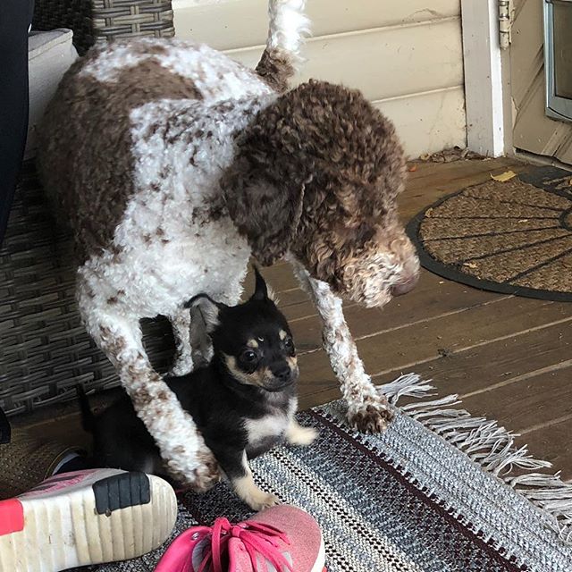 Today I’ve been introduced to a new and very tiny friend. I didn’t catch he’s name in the turbulence, but I like him. A lot. #maclagotto #lagottoromagnolo #lagotto #dogs #lagottos #lagottosofinstagram #lagottopuppy #lagottolove #lagottostyle #lagottodogs #lagottoromagnolos #dpotd #lagottoboy #svärdsjö #dalarna #sweden #dog #dogmodel #dogmodels #dogsofinstagram #dogsofinsta #doglovers #daddysdog #dogstagram #pappajagvillhaenitalienare @knappare @liminglindblad @k.rowntree @taxen_coco - 1538147576