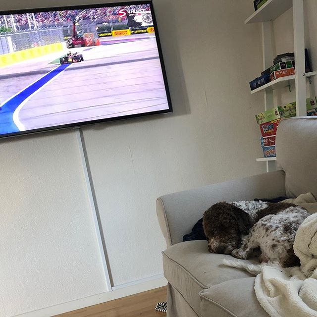 Life really sucks when the @scuderiaferrari boys don’t win their races! Another sad day for us Italians. 😢 #maclagotto #lagottoromagnolo #lagotto #dogs #lagottos #lagottosofinstagram #lagottopuppy #lagottolove #lagottostyle #lagottodogs #lagottoromagnolos #dpotd #lagottoboy #svärdsjö #dalarna #sweden #dog #dogmodel #dogmodels #dogsofinstagram #dogsofinsta #doglovers #daddysdog #dogstagram #pappajagvillhaenitalienare @knappare @liminglindblad @k.rowntree @taxen_coco #seb5 #kimi7 - 1538320571