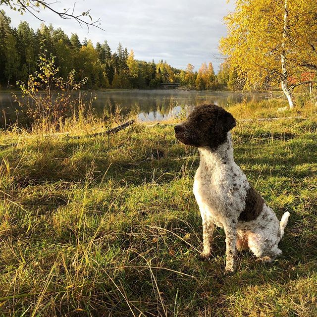 Today’s morning walk was amazing. Look at the colors. And look at me! #maclagotto #lagottoromagnolo #lagotto #dogs #lagottos #lagottosofinstagram #lagottopuppy #lagottolove #lagottostyle #lagottodogs #lagottoromagnolos #dpotd #lagottoboy #svärdsjö #dalarna #sweden #dog #dogmodel #dogmodels #dogsofinstagram #dogsofinsta #doglovers #daddysdog #dogstagram #pappajagvillhaenitalienare @knappare @liminglindblad @k.rowntree @taxen_coco - 1538470248