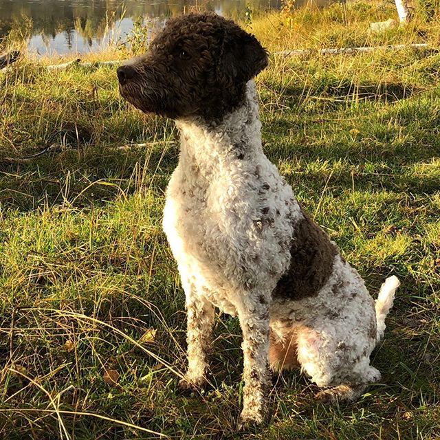 Bah. Never mind the colors. Just focus on me! #maclagotto #lagottoromagnolo #lagotto #dogs #lagottos #lagottosofinstagram #lagottopuppy #lagottolove #lagottostyle #lagottodogs #lagottoromagnolos #dpotd #lagottoboy #svärdsjö #dalarna #sweden #dog #dogmodel #dogmodels #dogsofinstagram #dogsofinsta #doglovers #daddysdog #dogstagram #pappajagvillhaenitalienare @knappare @liminglindblad @k.rowntree @taxen_coco - 1538494137
