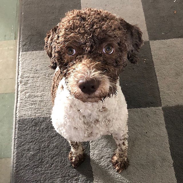 Exactly 1 year ago today, and the life changed completely for my humans. I became their top prio in life as i moved in. Now they cannot imagine how miserable life was before me. #maclagotto #lagottoromagnolo #lagotto #dogs #lagottos #lagottosofinstagram #lagottopuppy #lagottolove #lagottostyle #lagottodogs #lagottoromagnolos #dpotd #lagottoboy #svärdsjö #dalarna #sweden #dog #dogmodel #dogmodels #dogsofinstagram #dogsofinsta #doglovers #daddysdog #dogstagram #pappajagvillhaenitalienare @knappare @liminglindblad @k.rowntree @taxen_coco - 1538912522