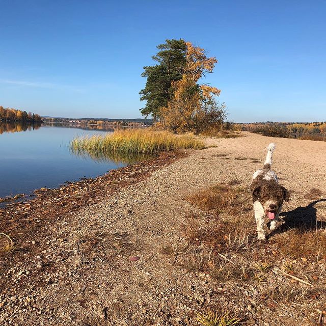 Wow! Another summer, again. Amazing! #maclagotto #lagottoromagnolo #lagotto #dogs #lagottos #lagottosofinstagram #lagottopuppy #lagottolove #lagottostyle #lagottodogs #lagottoromagnolos #dpotd #lagottoboy #svärdsjö #dalarna #sweden #dog #dogmodel #dogmodels #dogsofinstagram #dogsofinsta #doglovers #daddysdog #dogstagram #pappajagvillhaenitalienare @knappare @liminglindblad @k.rowntree @taxen_coco - 1539257187