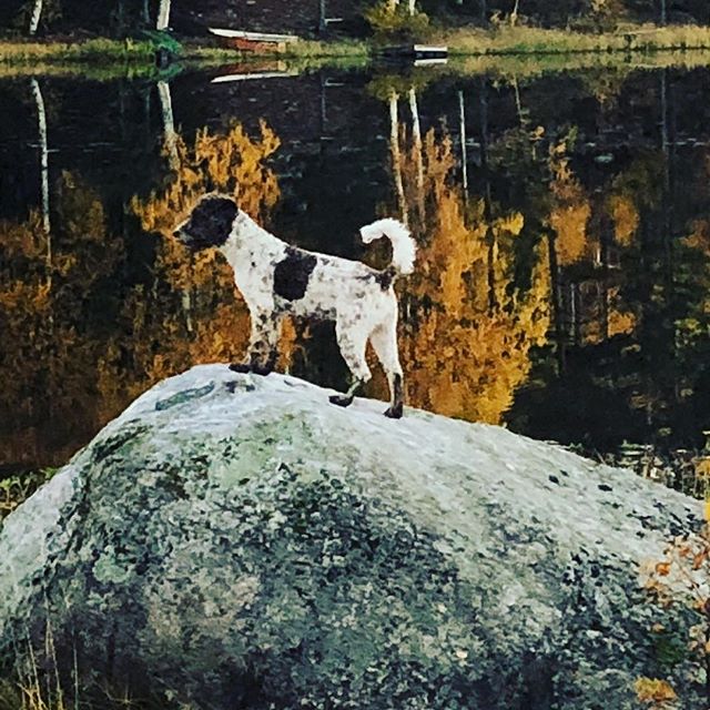 Like beautiful painting I am!#dogpainting #autumnisamazing #lagottoromagnolo #lagotto #dogsofinstagram #pappajagvillhaenitalienare @liminglindblad @kristerlindholmfalun - 1539278047