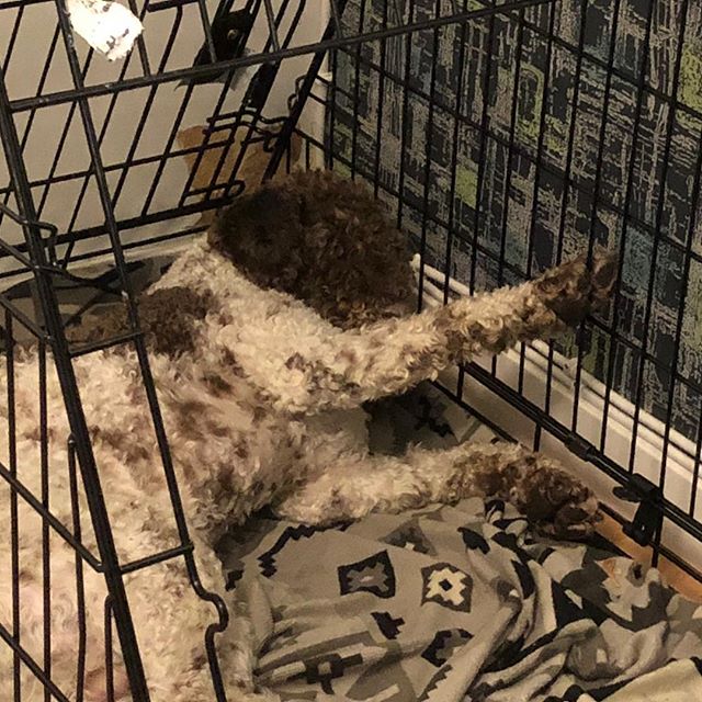 Today I fell asleep stretching. I’m such an artist. #maclagotto #lagottoromagnolo #lagotto #dogs #lagottos #lagottosofinstagram #lagottopuppy #lagottolove #lagottostyle #lagottodogs #lagottoromagnolos #dpotd #lagottoboy #svärdsjö #dalarna #sweden #dog #dogmodel #dogmodels #dogsofinstagram #dogsofinsta #doglovers #daddysdog #dogstagram #pappajagvillhaenitalienare @knappare @liminglindblad @k.rowntree @taxen_coco posted by dad: @kristerlindholmfalun - 1539351668
