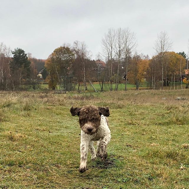 Learning to fly. But I ain’t got wings! #tompetty #maclagotto #lagottoromagnolo #lagotto #dogs #lagottos #lagottosofinstagram #lagottopuppy #lagottolove #lagottostyle #lagottodogs #lagottoromagnolos #dpotd #lagottoboy #svärdsjö #dalarna #sweden #dog #dogmodel #dogmodels #dogsofinstagram #dogsofinsta #doglovers #daddysdog #dogstagram #pappajagvillhaenitalienare @knappare @liminglindblad @k.rowntree @taxen_coco posted by dad: @kristerlindholmfalun - 1539773671