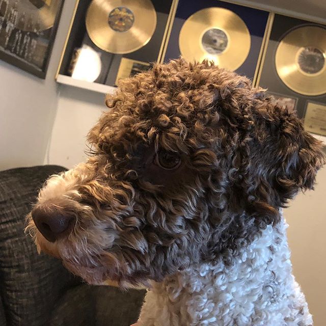 Daddy’s golden boy! #maclagotto #lagottoromagnolo #lagotto #dogs #lagottos #lagottosofinstagram #lagottopuppy #lagottolove #lagottostyle #lagottodogs #lagottoromagnolos #dpotd #lagottoboy #svärdsjö #dalarna #sweden #dog #dogmodel #dogmodels #dogsofinstagram #dogsofinsta #doglovers #daddysdog #dogstagram #pappajagvillhaenitalienare @knappare @liminglindblad @k.rowntree @taxen_coco posted by dad: @kristerlindholmfalun - 1539788238