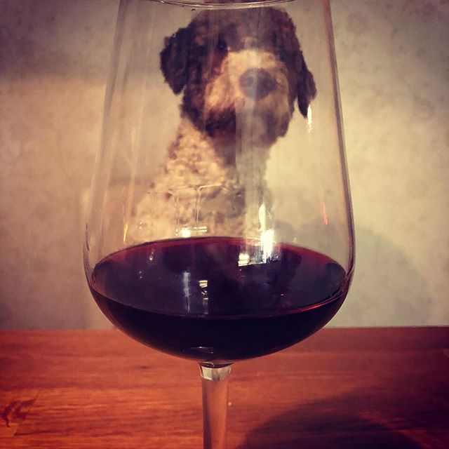 Mmmm, the sweet smell of Italian wine.#wineisnotfordogs #amarone #pappajagvillhaenitalienare #lagottoromagnolo #lagotto #dogsofinstagram @liminglindblad @kristerlindholmfalun - 1539803099