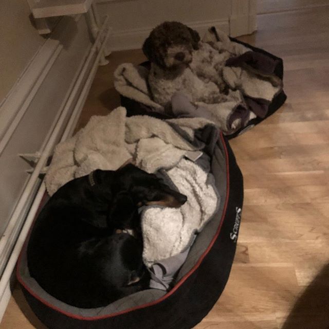 Me and my best friend @taxen_coco last night. We had a great party! #maclagotto #lagottoromagnolo #lagotto #dogs #lagottos #lagottosofinstagram #lagottopuppy #lagottolove #lagottostyle #lagottodogs #lagottoromagnolos #dpotd #lagottoboy #svärdsjö #dalarna #sweden #dog #dogmodel #dogmodels #dogsofinstagram #dogsofinsta #doglovers #daddysdog #dogstagram #pappajagvillhaenitalienare @knappare @liminglindblad @k.rowntree @taxen_coco posted by dad: @kristerlindholmfalun - 1540023689