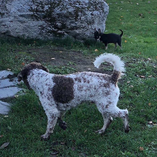 I see you! #maclagotto #lagottoromagnolo #lagotto #dogs #lagottos #lagottosofinstagram #lagottopuppy #lagottolove #lagottostyle #lagottodogs #lagottoromagnolos #dpotd #lagottoboy #svärdsjö #dalarna #sweden #dog #dogmodel #dogmodels #dogsofinstagram #dogsofinsta #doglovers #daddysdog #dogstagram #pappajagvillhaenitalienare @knappare @liminglindblad @k.rowntree @taxen_coco posted by dad: @kristerlindholmfalun - 1540044137