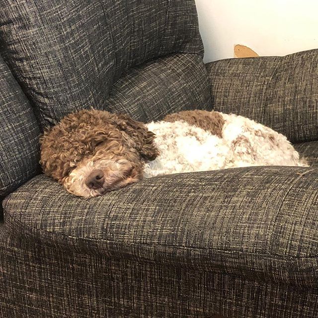I pretend to sleep next to dad while he is working. I’m so ready for an adventure. Any minute! #maclagotto #lagottoromagnolo #lagotto #dogs #lagottos #lagottosofinstagram #lagottopuppy #lagottolove #lagottostyle #lagottodogs #lagottoromagnolos #dpotd #lagottoboy #svärdsjö #dalarna #sweden #dog #dogmodel #dogmodels #dogsofinstagram #dogsofinsta #doglovers #daddysdog #dogstagram #pappajagvillhaenitalienare @knappare @liminglindblad @k.rowntree @taxen_coco posted by dad: @kristerlindholmfalun - 1540287853