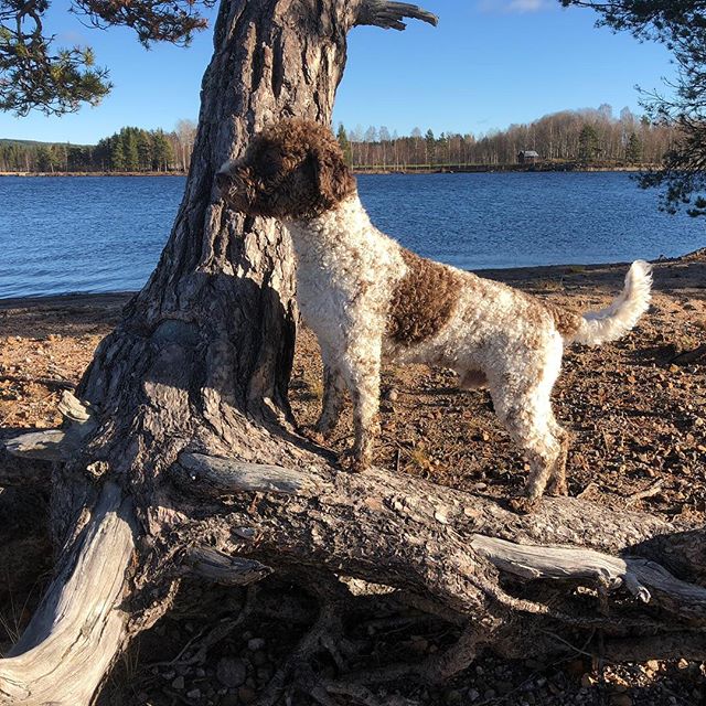 The never ending summer is a bit cold and windy today. Luckily I look great. #maclagotto #lagottoromagnolo #lagotto #dogs #lagottos #lagottosofinstagram #lagottopuppy #lagottolove #lagottostyle #lagottodogs #lagottoromagnolos #dpotd #lagottoboy #svärdsjö #dalarna #sweden #dog #dogmodel #dogmodels #dogsofinstagram #dogsofinsta #doglovers #daddysdog #dogstagram #pappajagvillhaenitalienare @knappare @liminglindblad @k.rowntree @taxen_coco posted by dad: @kristerlindholmfalun - 1540380466