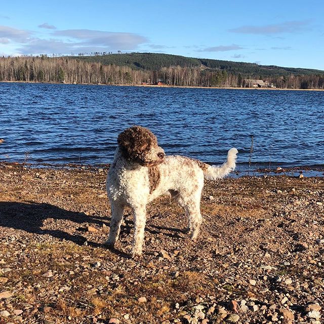 Dad claims I must have at least 20% cat genes in me. But I’m sure I saw those ghosts on the shore. 👻 #maclagotto #lagottoromagnolo #lagotto #dogs #lagottos #lagottosofinstagram #lagottopuppy #lagottolove #lagottostyle #lagottodogs #lagottoromagnolos #dpotd #lagottoboy #svärdsjö #dalarna #sweden #dog #dogmodel #dogmodels #dogsofinstagram #dogsofinsta #doglovers #daddysdog #dogstagram #pappajagvillhaenitalienare @knappare @liminglindblad @k.rowntree @taxen_coco posted by dad: @kristerlindholmfalun - 1540465653