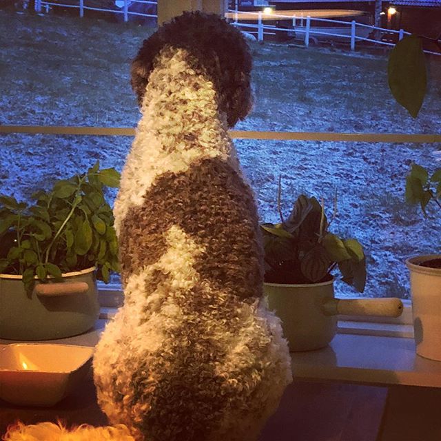 Yepp! On the kitchen table.( Dad’s watching F1 in the other room) @maclagotto rules👊🏻#loveformula1 #ferrari #pappajagvillhaenitalienare #lagottoromagnolo #lagotto #dogsofinstagram @scuderiaferrari @liminglindblad @kristerlindholmfalun - 1540654900