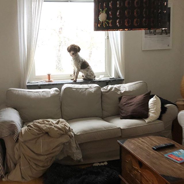 Me is that doggy in the window. #maclagotto #lagottoromagnolo #lagotto #dogs #lagottos #lagottosofinstagram #lagottopuppy #lagottolove #lagottostyle #lagottodogs #lagottoromagnolos #dpotd #lagottoboy #svärdsjö #dalarna #sweden #dog #dogmodel #dogmodels #dogsofinstagram #dogsofinsta #doglovers #daddysdog #dogstagram #pappajagvillhaenitalienare @knappare @liminglindblad @k.rowntree @taxen_coco posted by dad: @kristerlindholmfalun - 1540885925