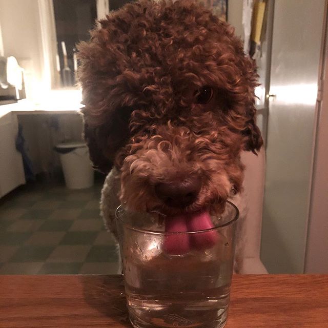 Sometimes I drink water like humans. But only to amuse them. Of course! #maclagotto #lagottoromagnolo #lagotto #dogs #lagottos #lagottosofinstagram #lagottopuppy #lagottolove #lagottostyle #lagottodogs #lagottoromagnolos #dpotd #lagottoboy #svärdsjö #dalarna #sweden #dog #dogmodel #dogmodels #dogsofinstagram #dogsofinsta #doglovers #daddysdog #dogstagram #pappajagvillhaenitalienare @knappare @liminglindblad @k.rowntree @taxen_coco posted by dad: @kristerlindholmfalun - 1541016732