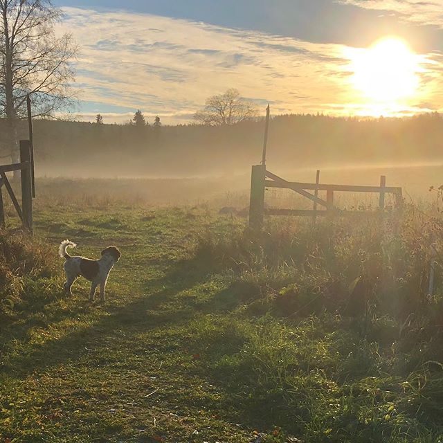 Saturday morning mist is exciting. #maclagotto #lagottoromagnolo #lagotto #dogs #lagottos #lagottosofinstagram #lagottopuppy #lagottolove #lagottostyle #lagottodogs #lagottoromagnolos #dpotd #lagottoboy #svärdsjö #dalarna #sweden #dog #dogmodel #dogmodels #dogsofinstagram #dogsofinsta #doglovers #daddysdog #dogstagram #pappajagvillhaenitalienare @knappare @liminglindblad @k.rowntree @taxen_coco posted by dad: @kristerlindholmfalun - 1541233715